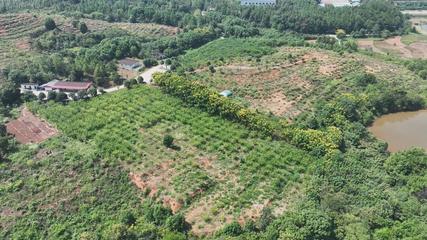 衡陽(yáng)縣 荒山種下'搖錢樹(shù)'，萬(wàn)畝金槐結(jié)'金米'