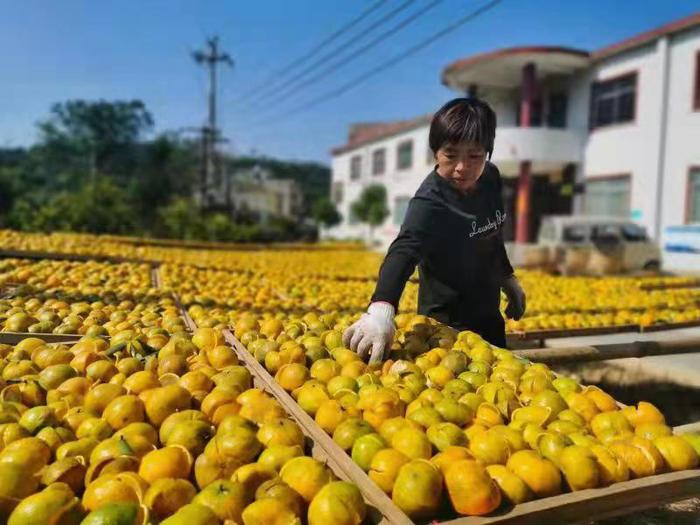 浦北縣 “三鏈融合”激活億元產(chǎn)業(yè)發(fā)展新動(dòng)能