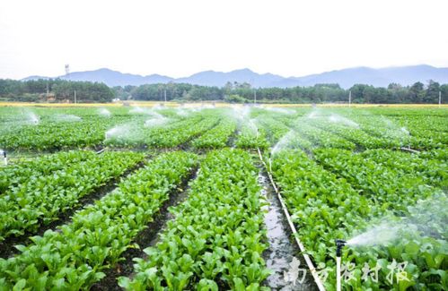 連州特產(chǎn)升級(jí)記 從地理標(biāo)志農(nóng)產(chǎn)品到地理標(biāo)志保護(hù)產(chǎn)品的跨越